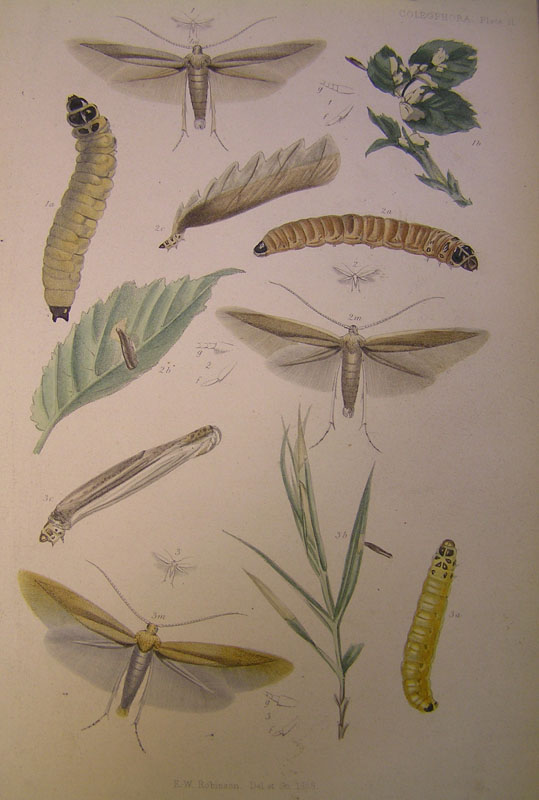 Le Coleophoridae d''Italia